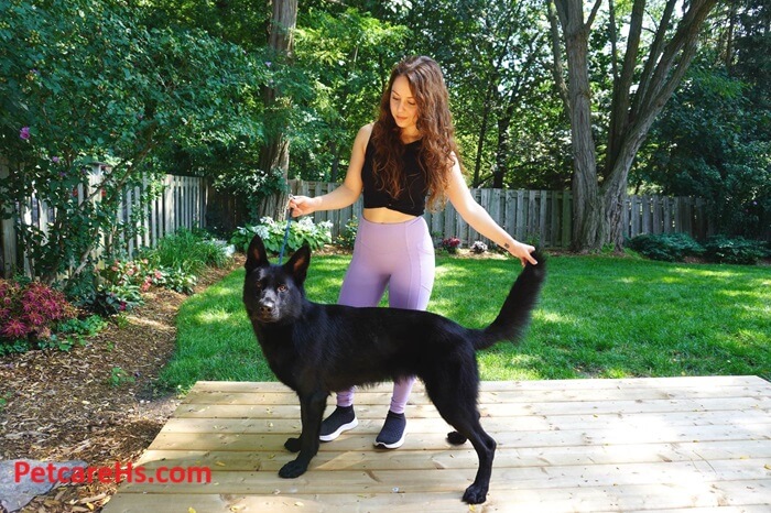 Advanced Pet Care, Better Quality of Life for Your Pets