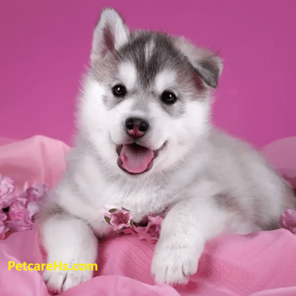 Advanced Pet Care, Better Quality of Life for Your Pets