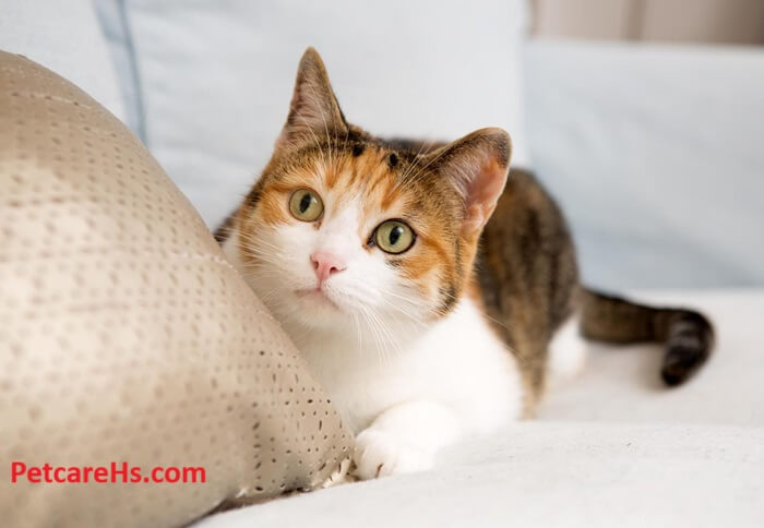 Pet Care Plus, All in Care for Your Pets