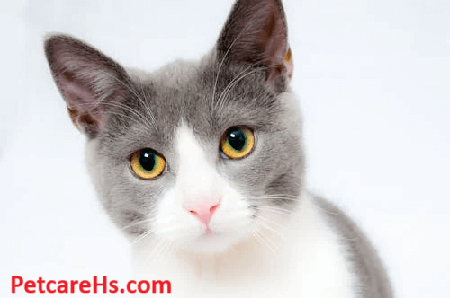 Pet Care Plus, All in Care for Your Pets