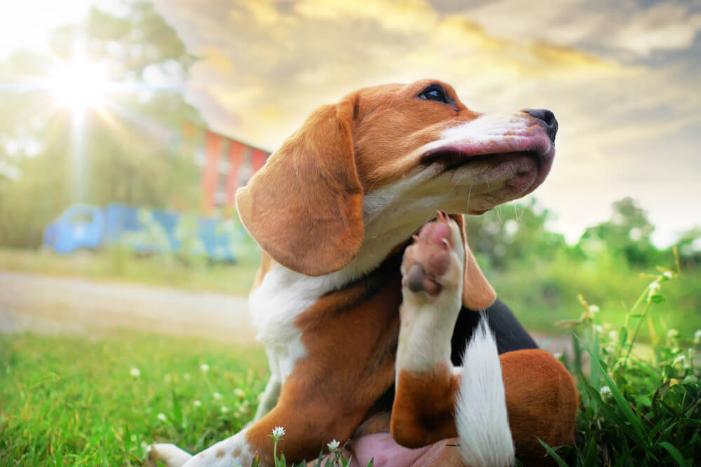 Chewing and Scratching DOG